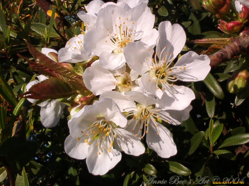 цветы, цветущие, деревья, кустарники