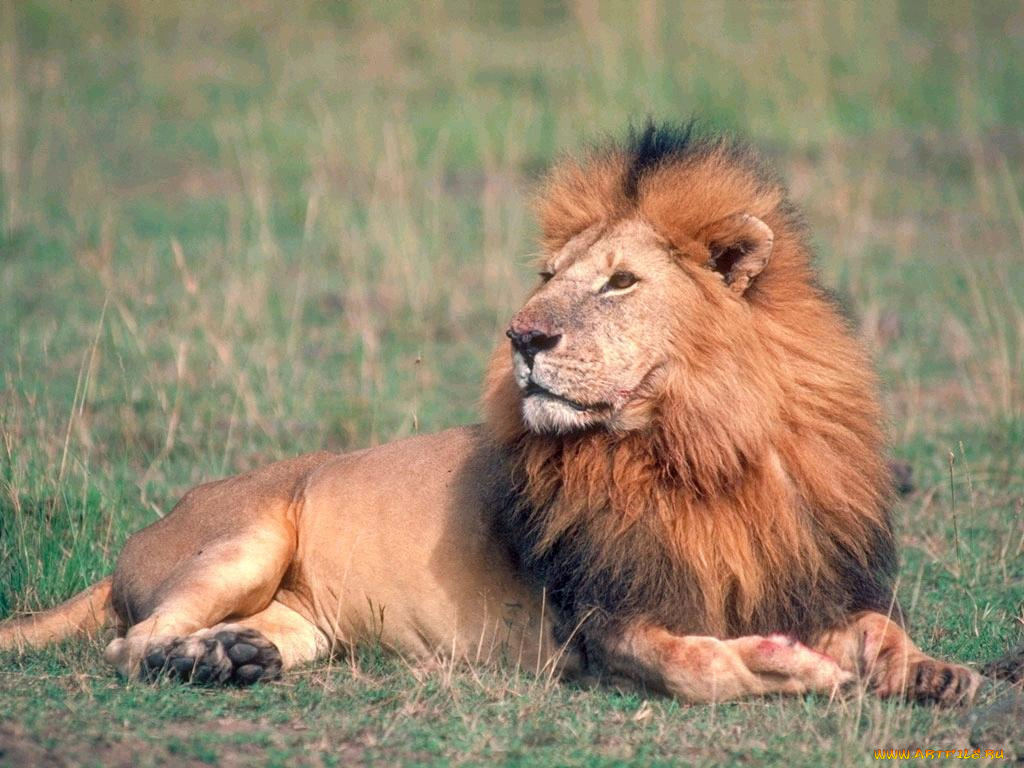 животные, львы
