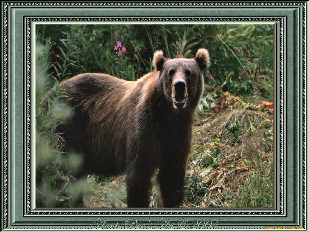 животные, медведи