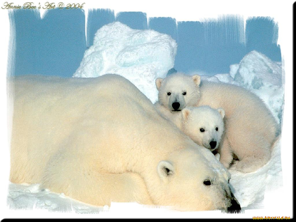 животные, медведи