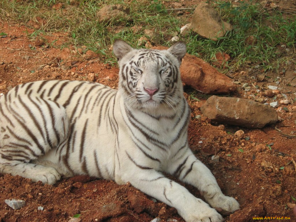 животные, тигры