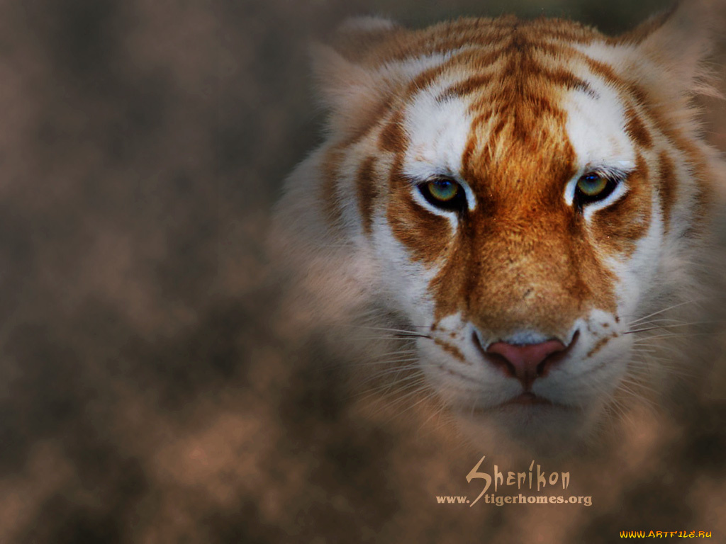 животные, тигры