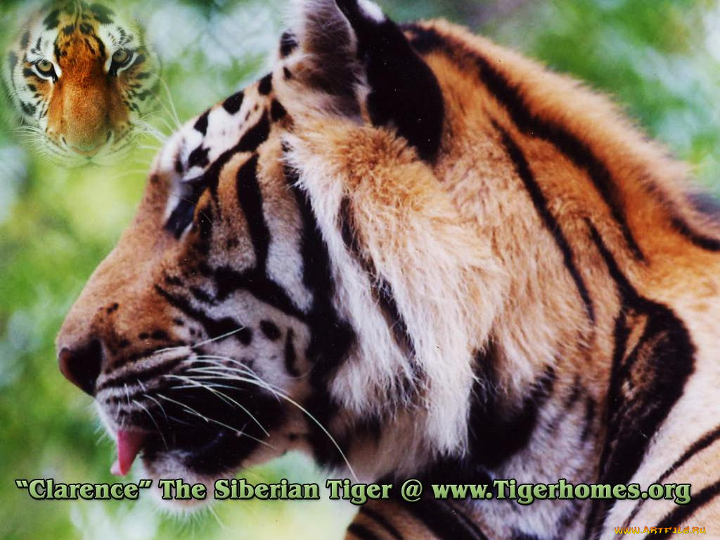 животные, тигры