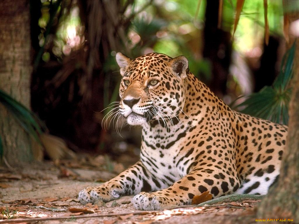 животные, Ягуары