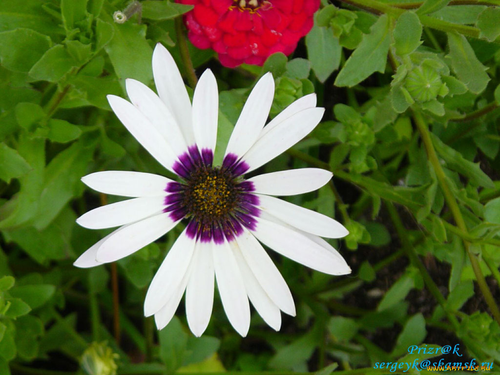 цветы, диморфотеки