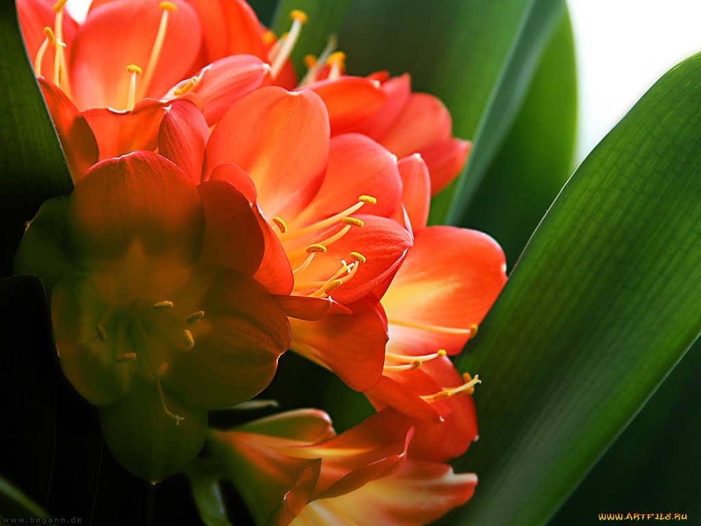 цветы, кливия