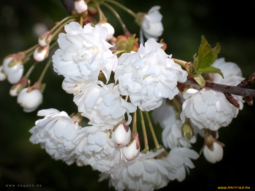 цветы, сакура, вишня