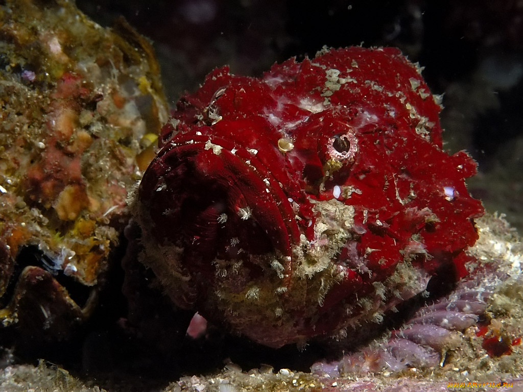 дьявол, животные, рыбы