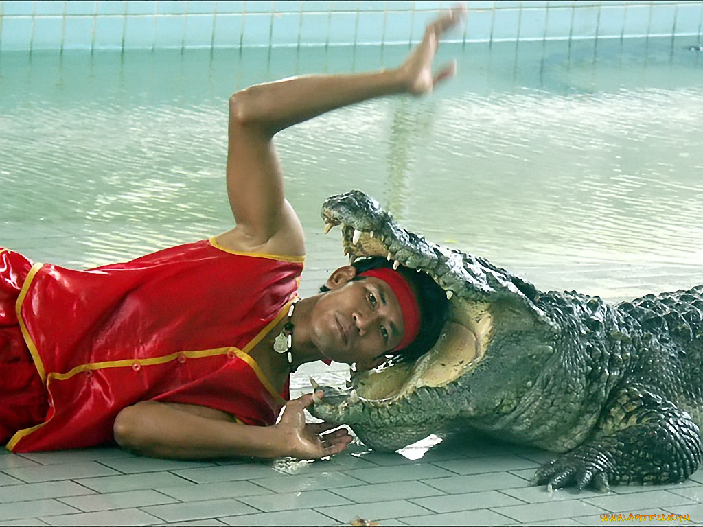 кондратьев, максим, за, многновенье, до, животные, крокодилы