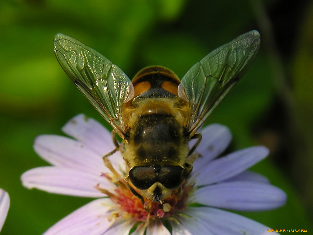 животные, пчелы, осы, шмели