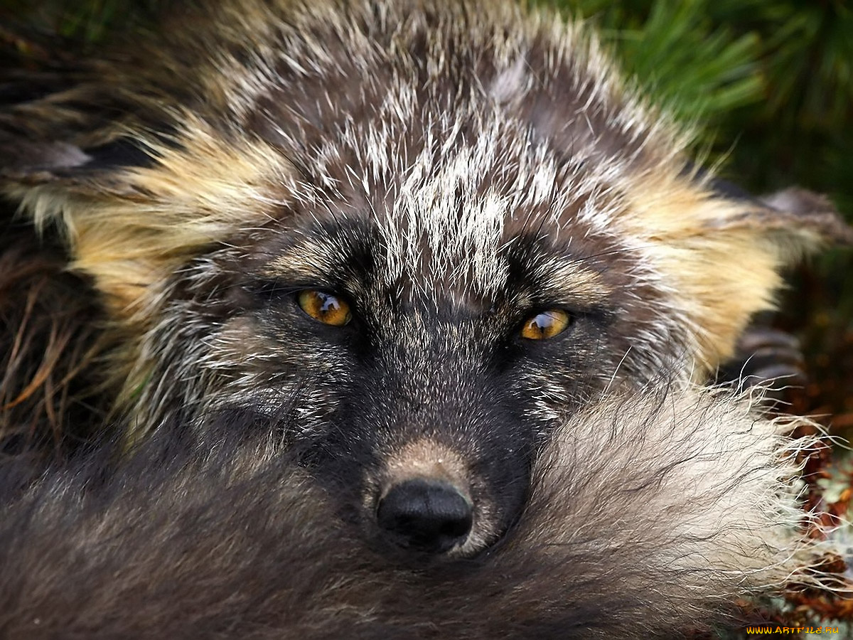 вы, из, нас, шубы, делаете, животные, лисы