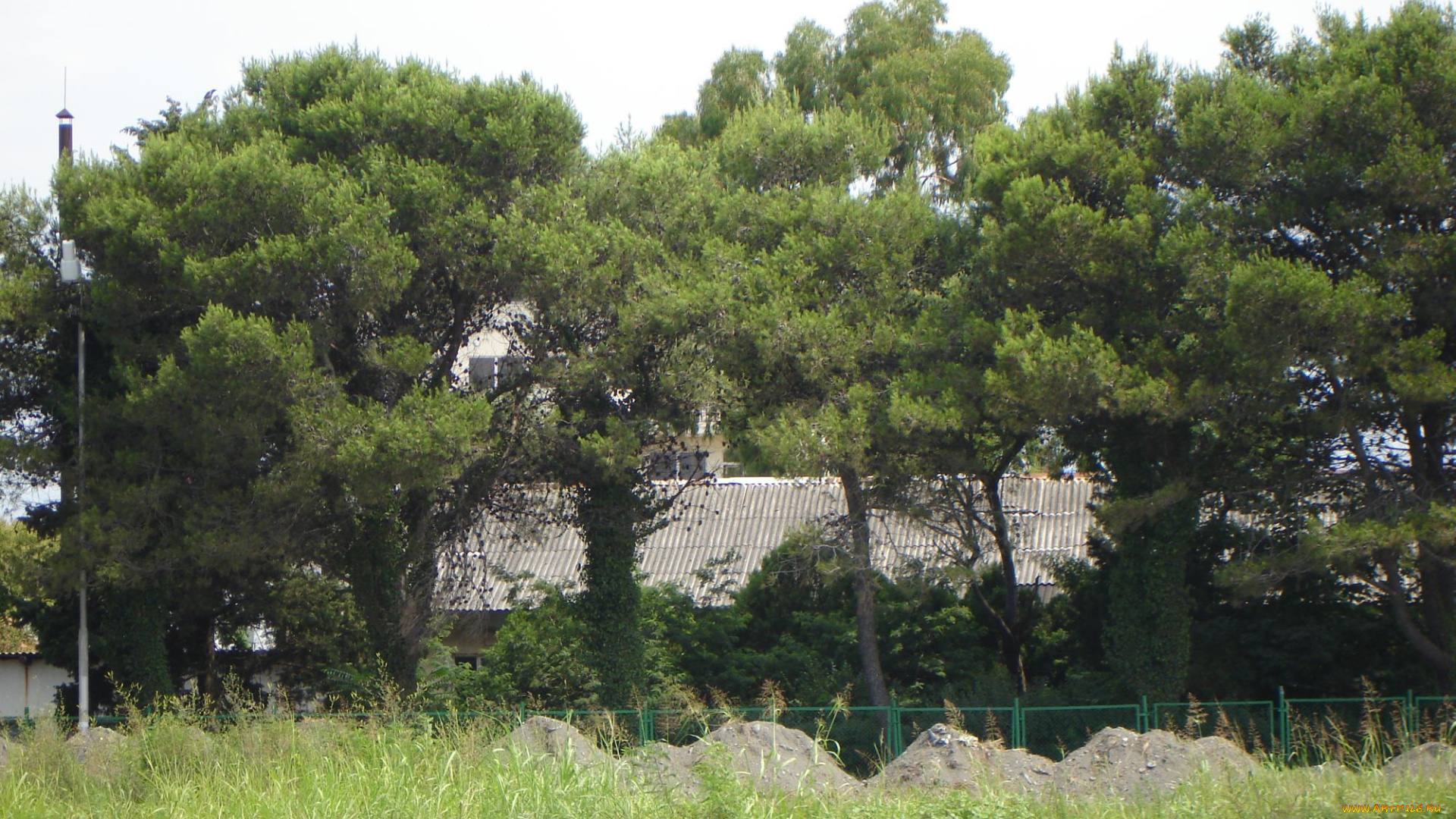 армавир, природа, деревья