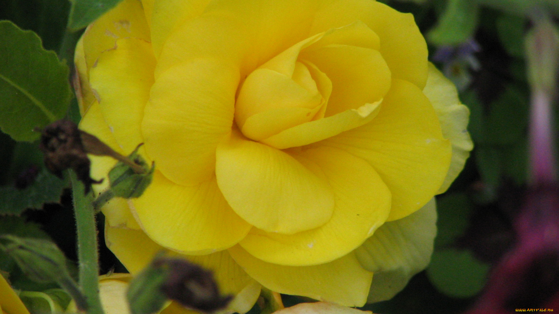 бегония, цветы