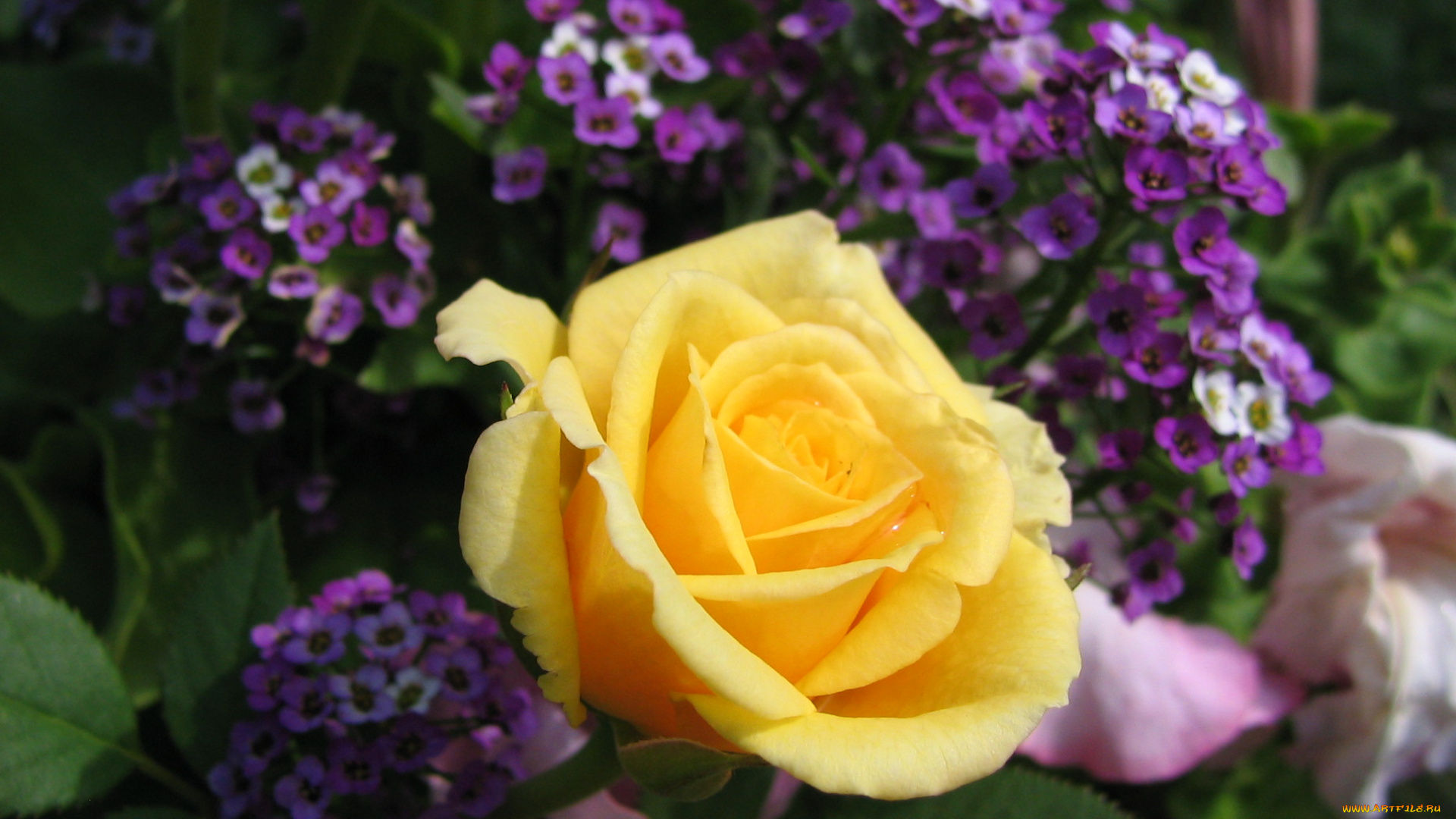 цветы, разные, вместе