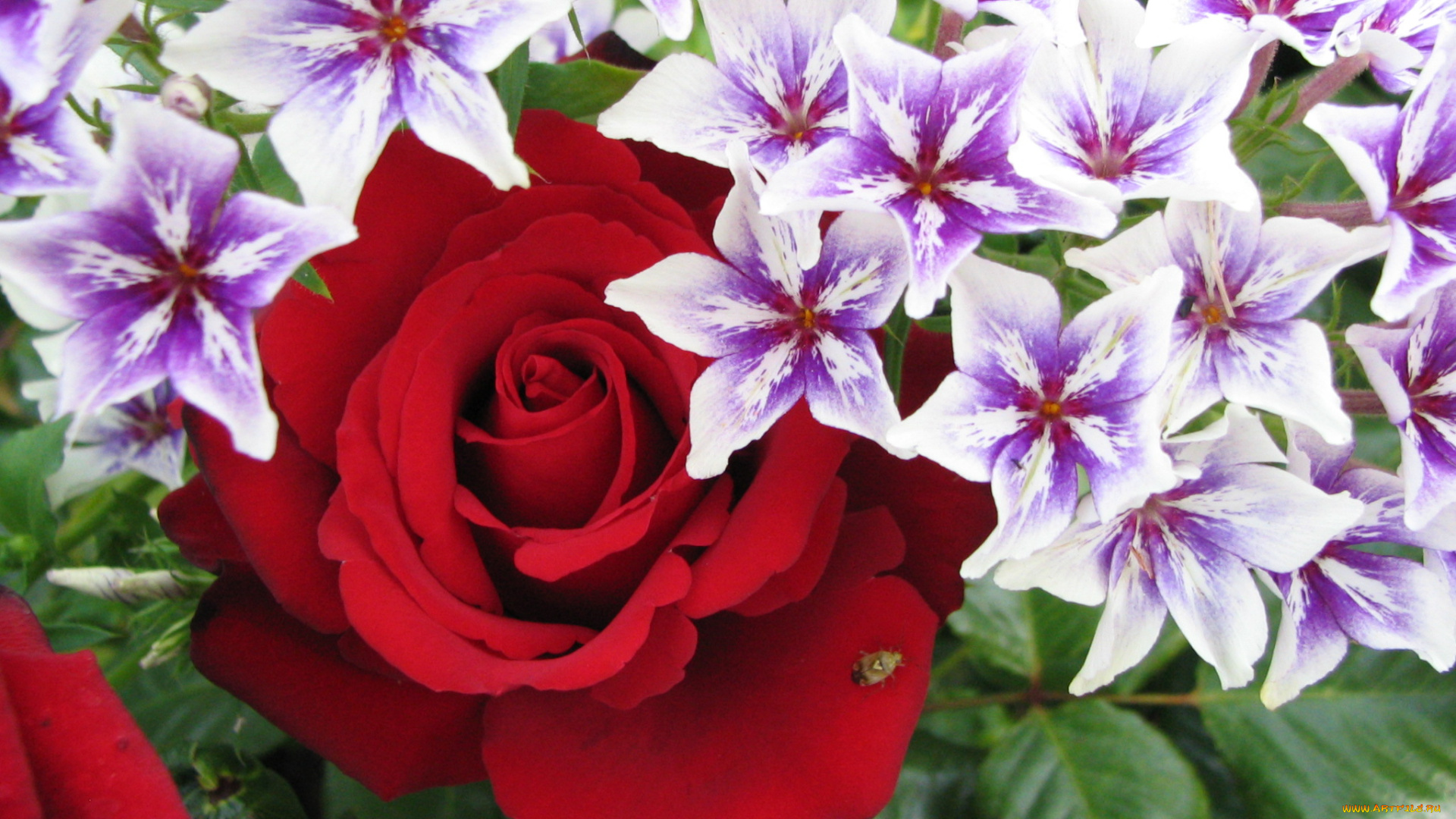 цветы, разные, вместе