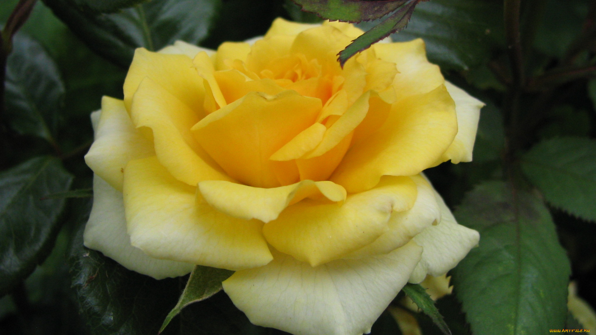 цветы, розы