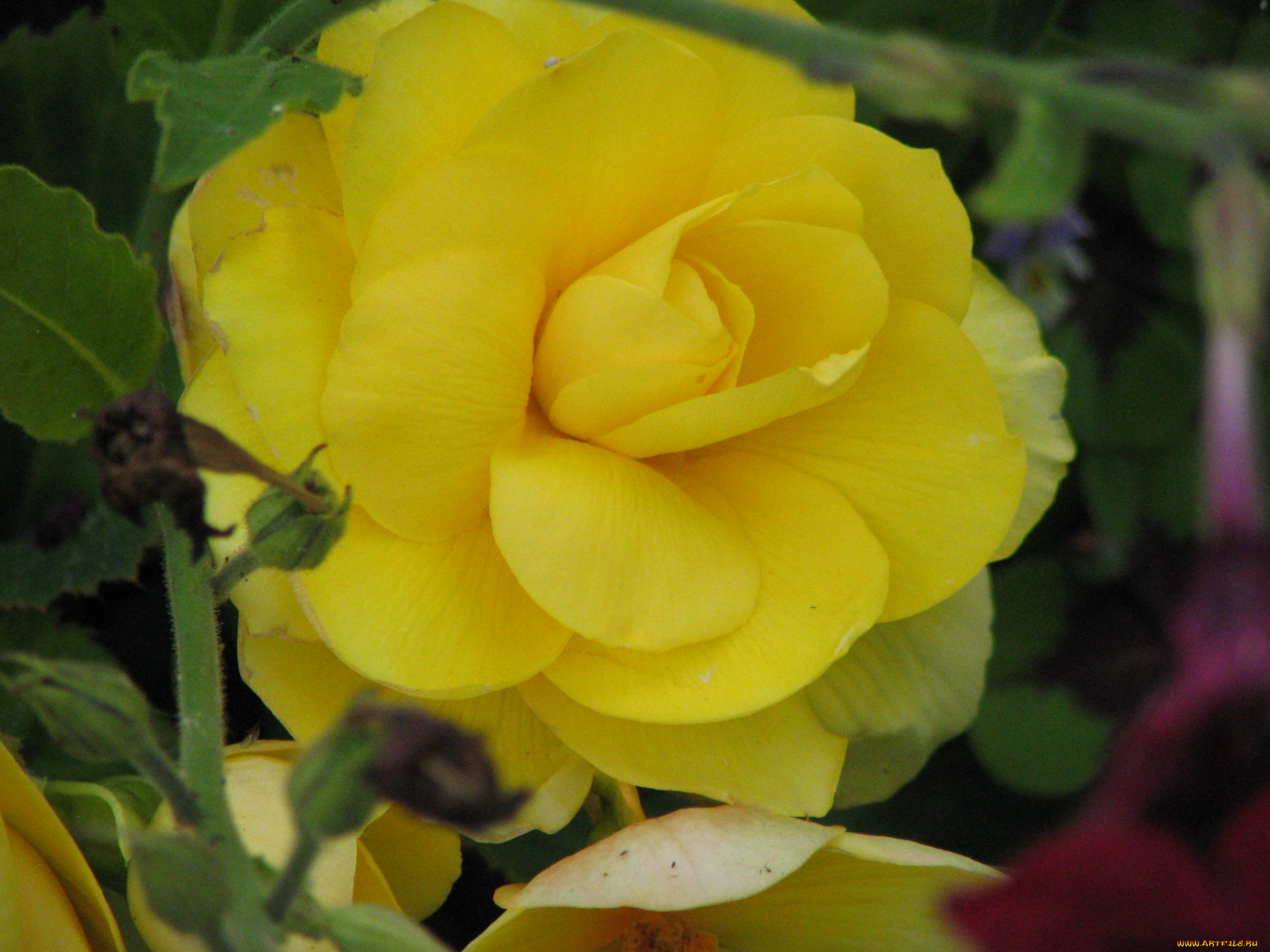 бегония, цветы