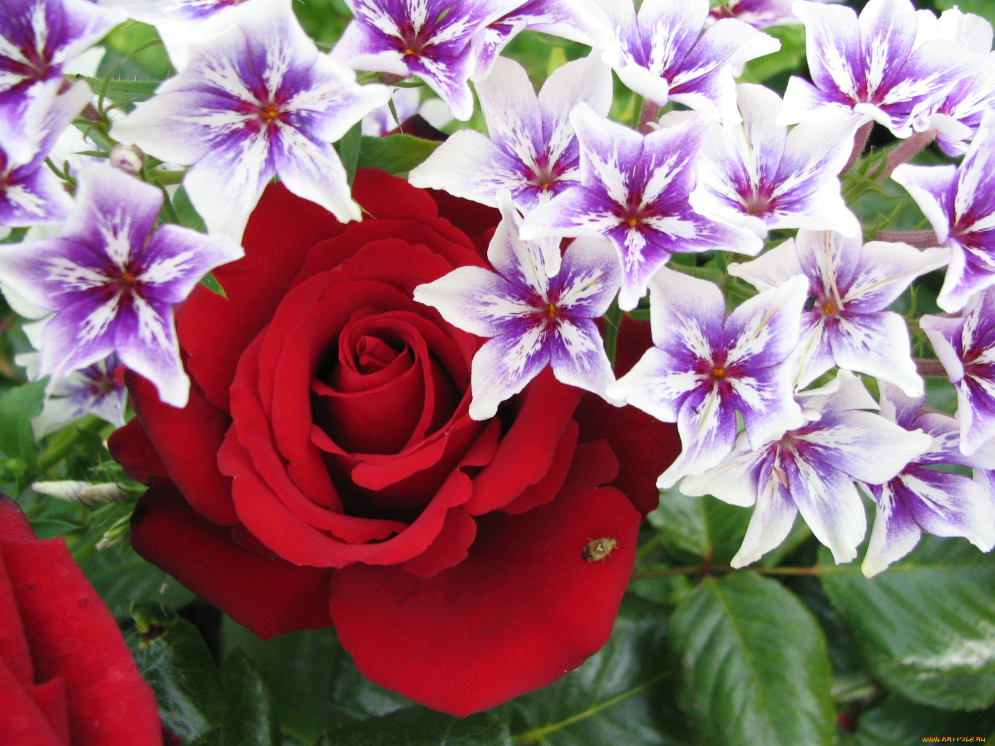 цветы, разные, вместе