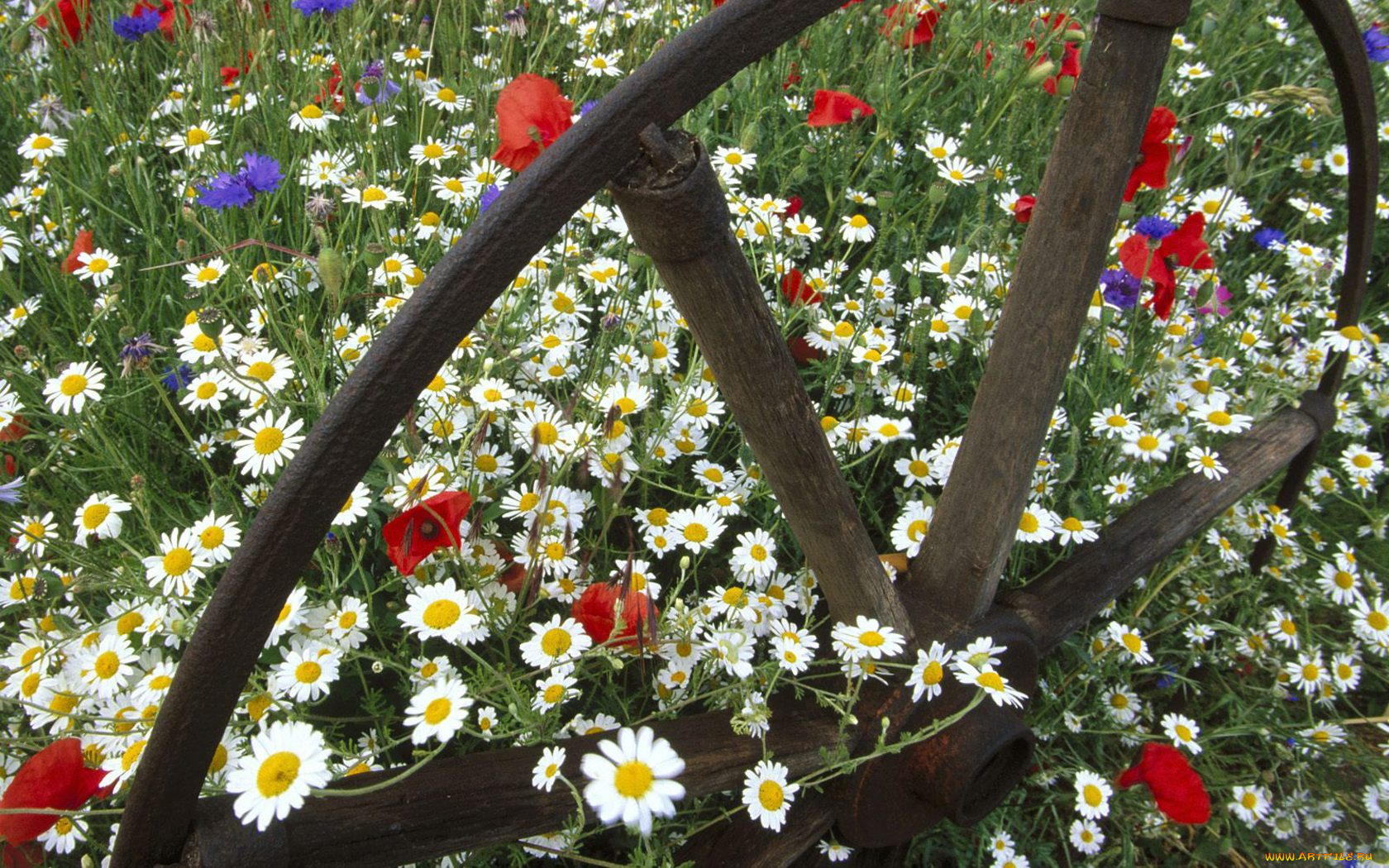 цветы, луговые, полевые