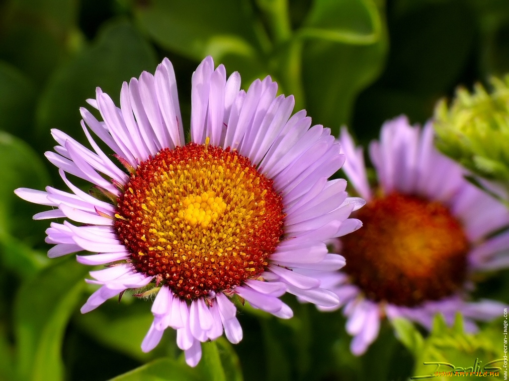 цветы, хризантемы