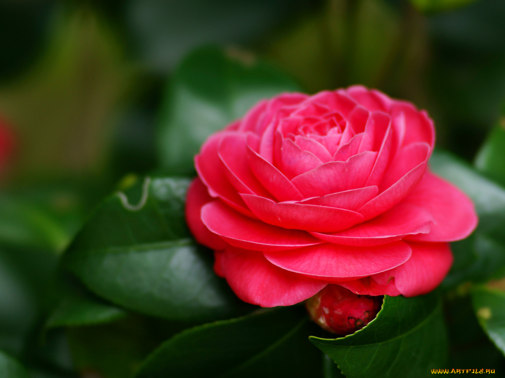 цветы, камелии, камелия