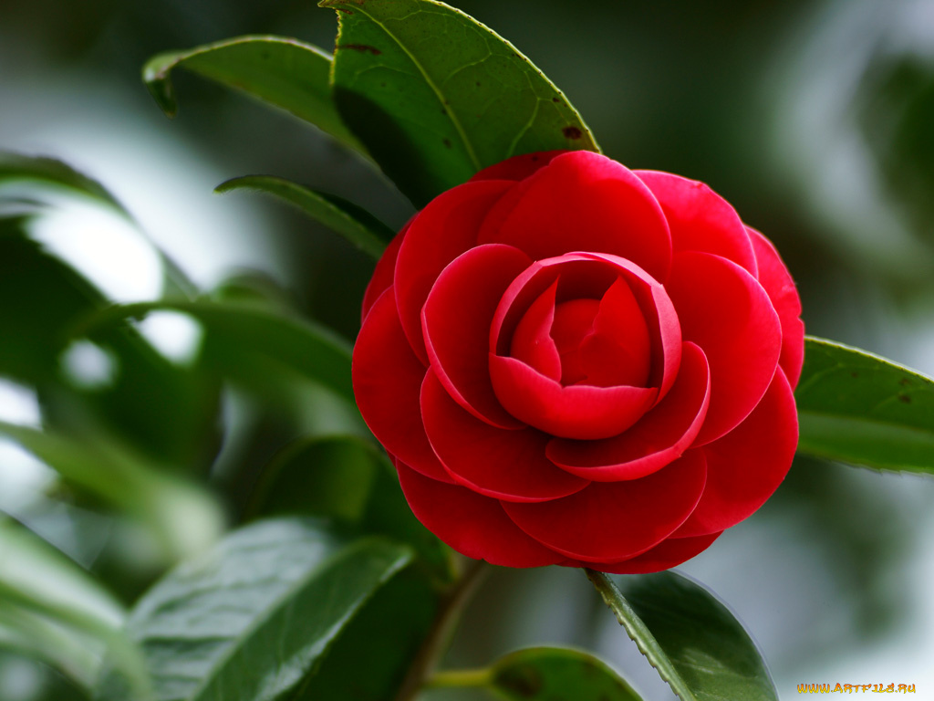 цветы, камелии, камелия