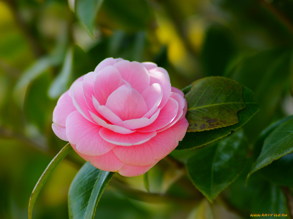 цветы, камелии, камелия