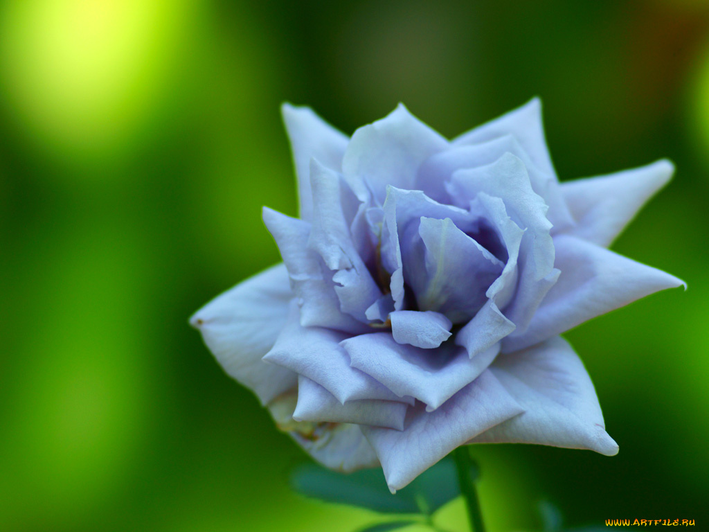 цветы, розы