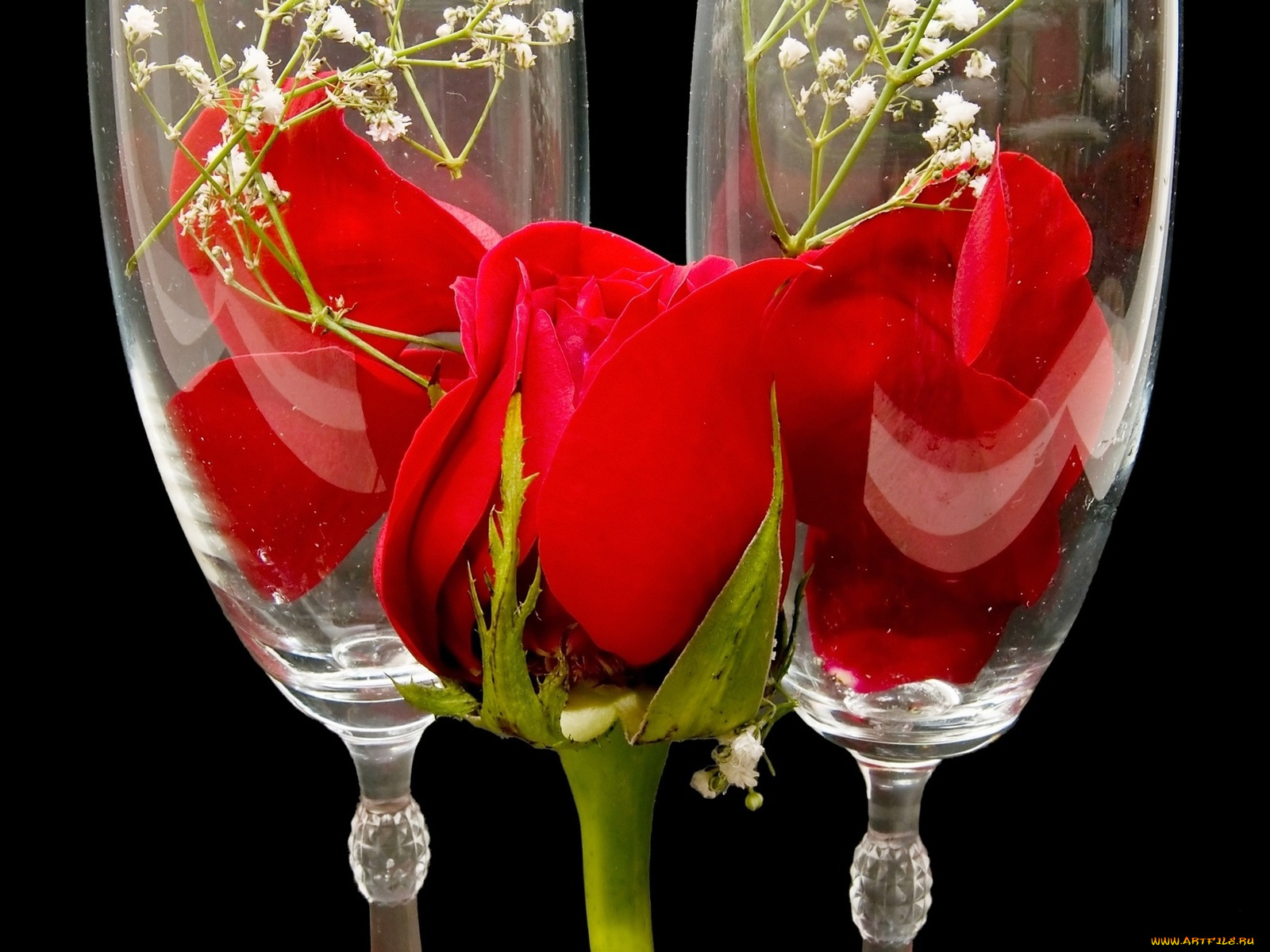 цветы, розы