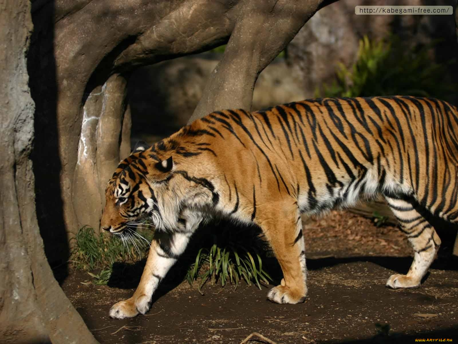 животные, тигры