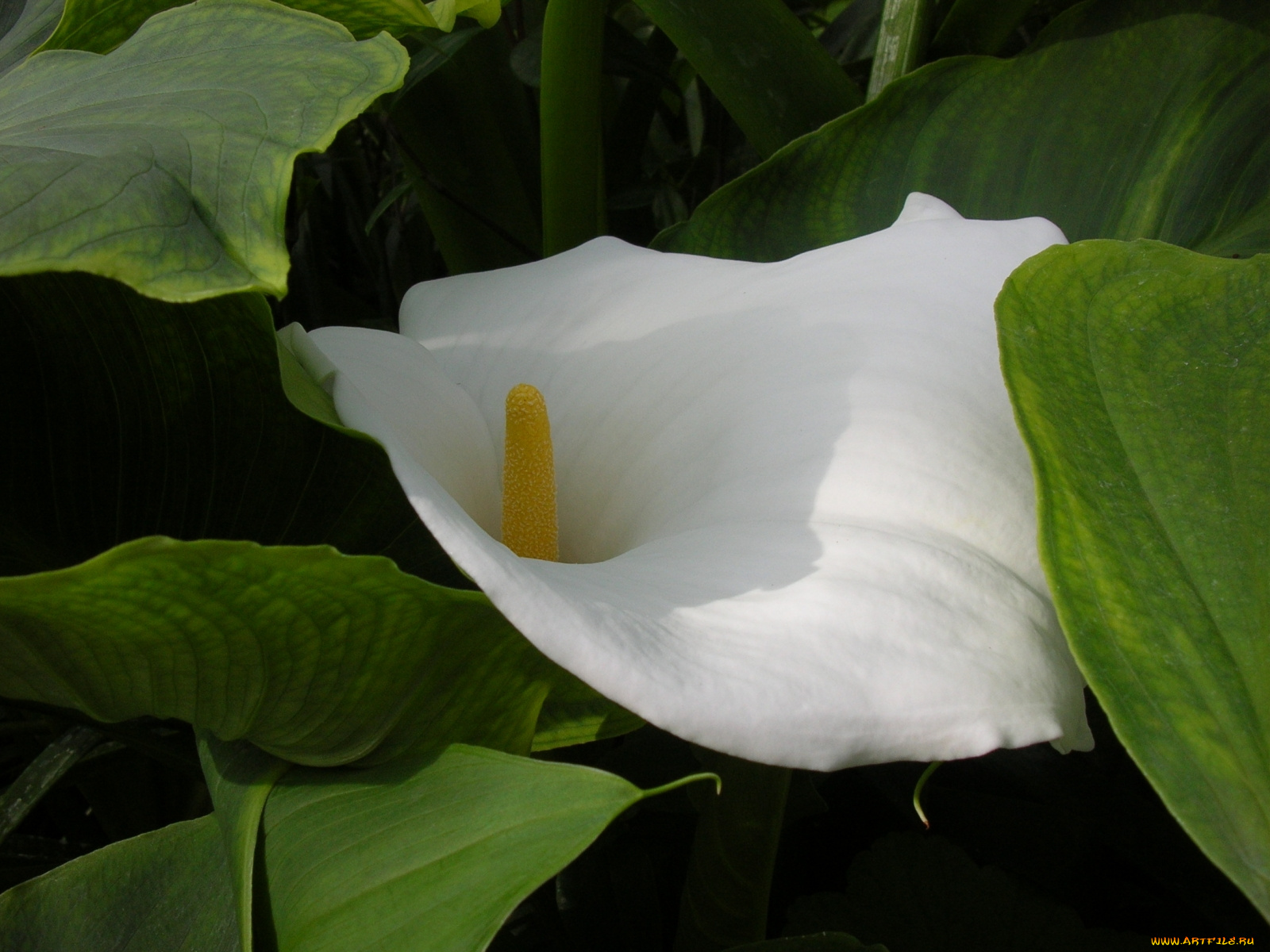 цветы, каллы, цветок, листья
