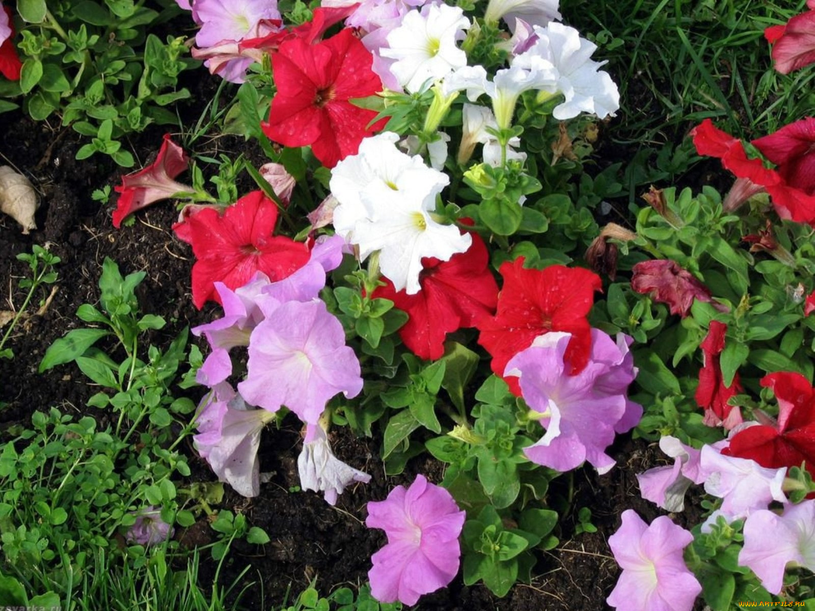 цветы, петунии, калибрахоа, цветник, петуния