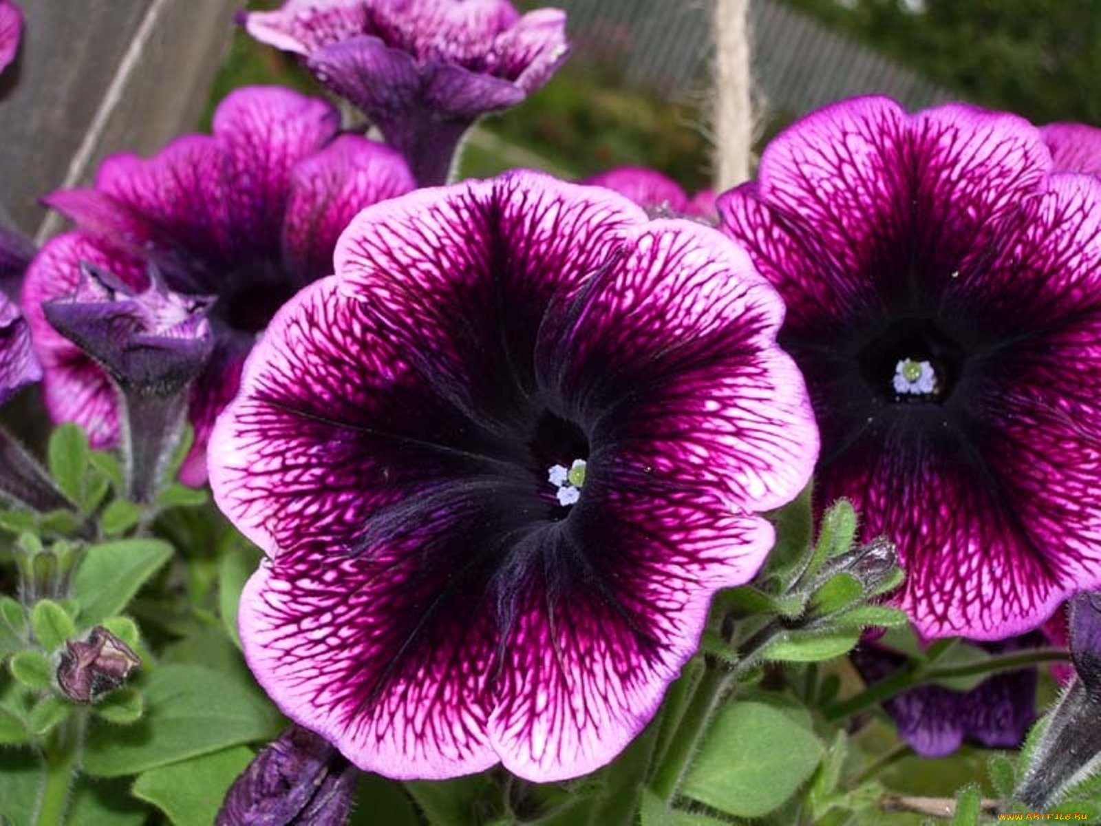 цветы, петунии, калибрахоа, фиолетовый