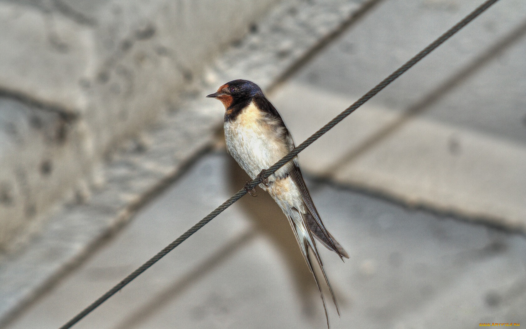 животные, ласточки, провод, птичка