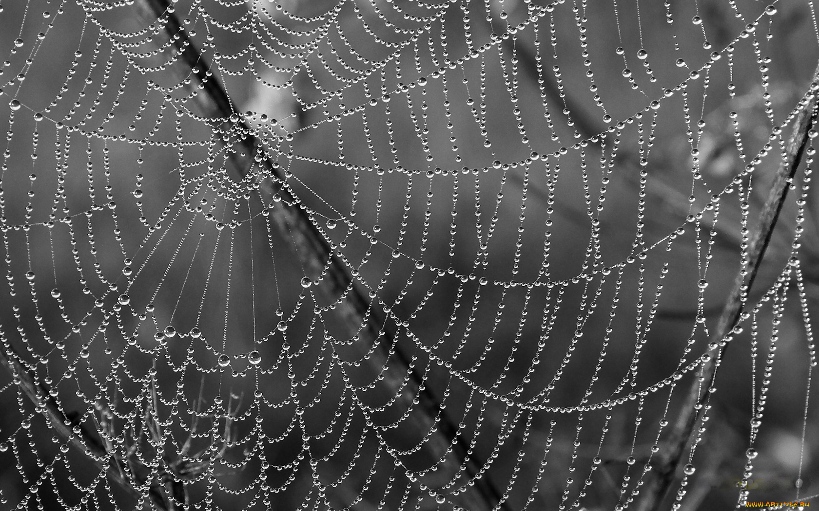 природа, макро, капли, паутина