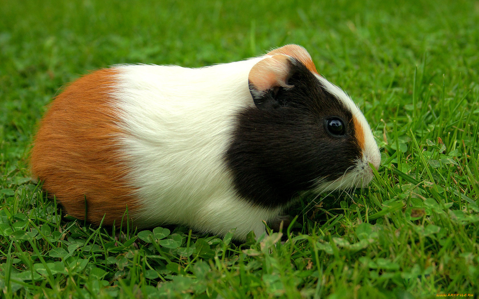 животные, морские, свинки, хомяки, трехцветный, зверек