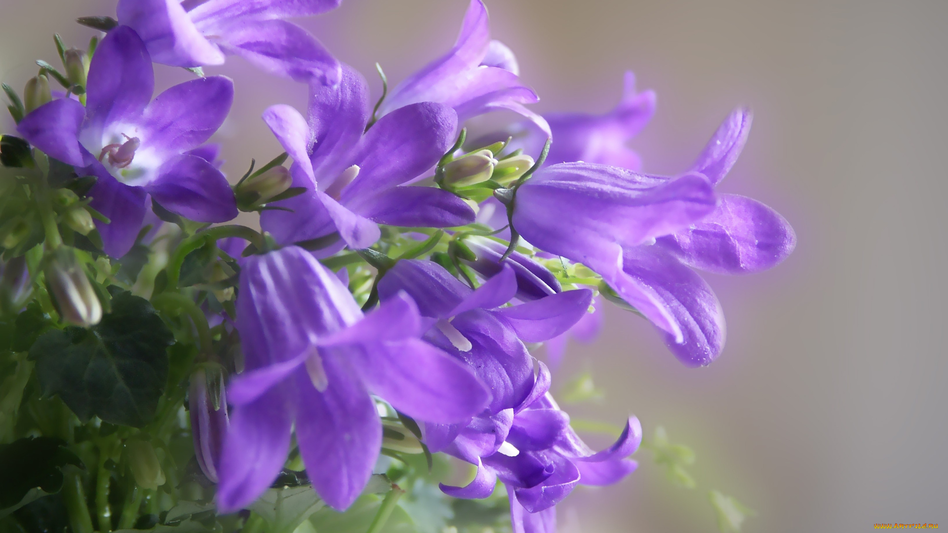 автор, novotna, цветы, колокольчики, синие