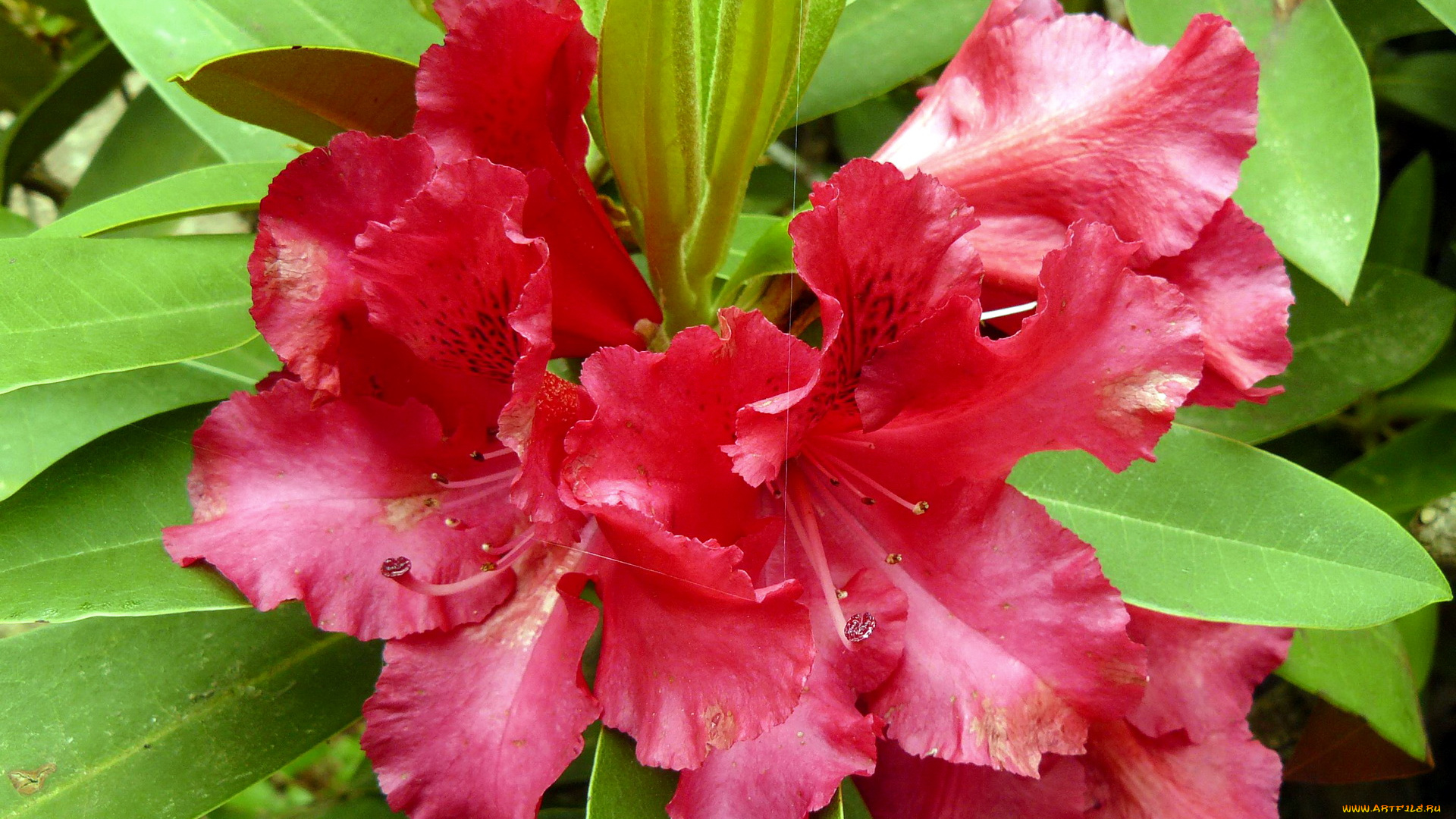 азалия, цветы, рододендроны, азалии, куст, листья