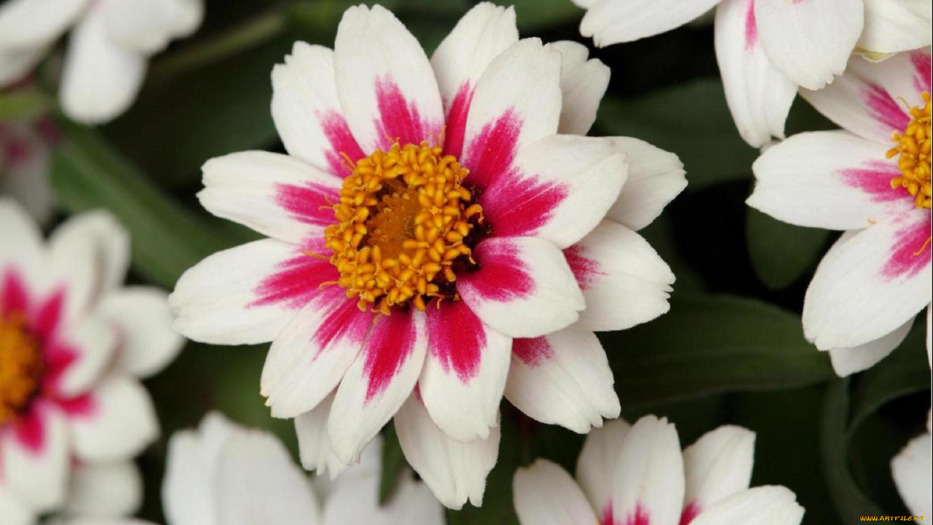 цинния, гибридная, цветы, двухцветные