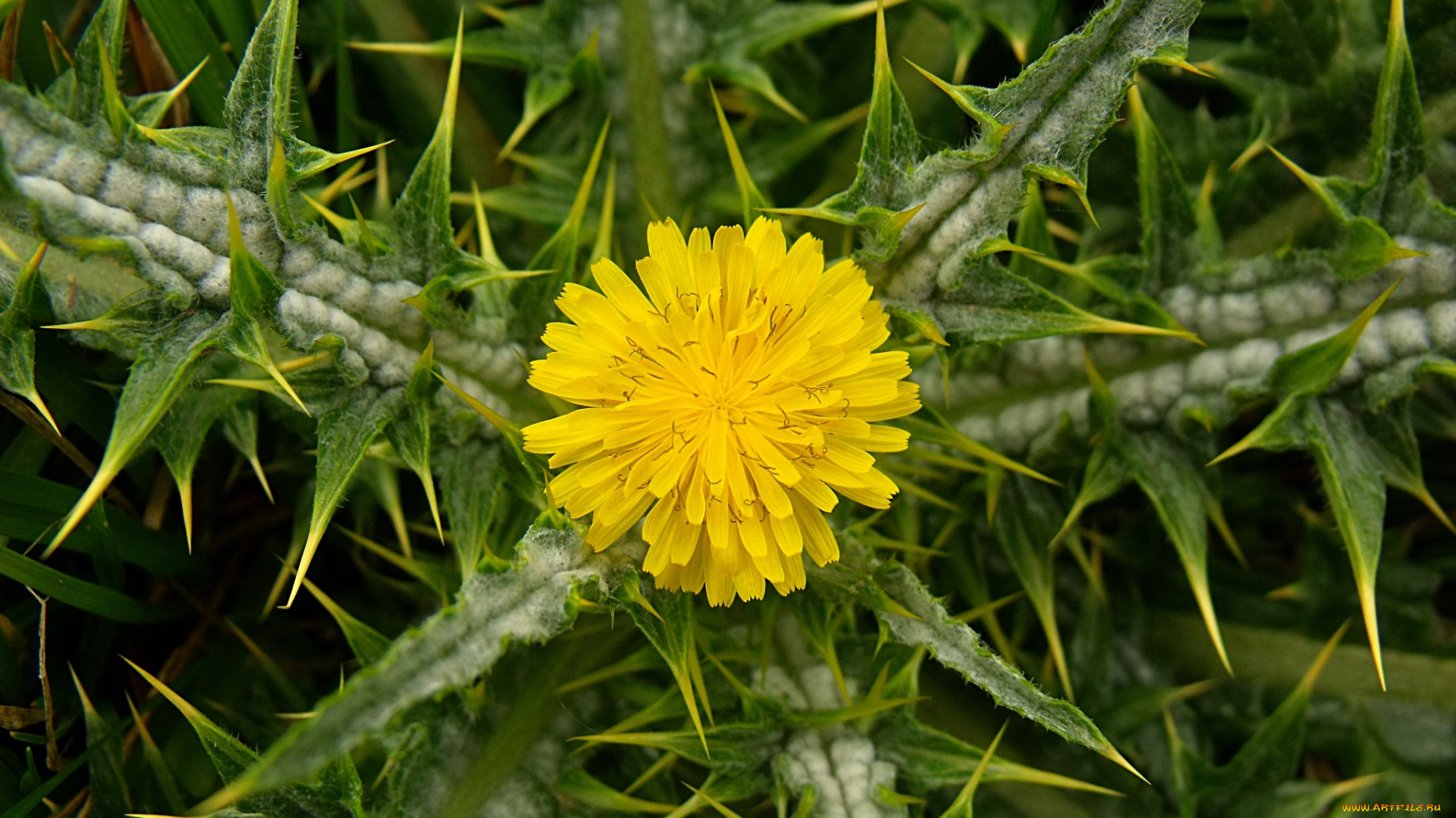 цветы, цветок, колючки