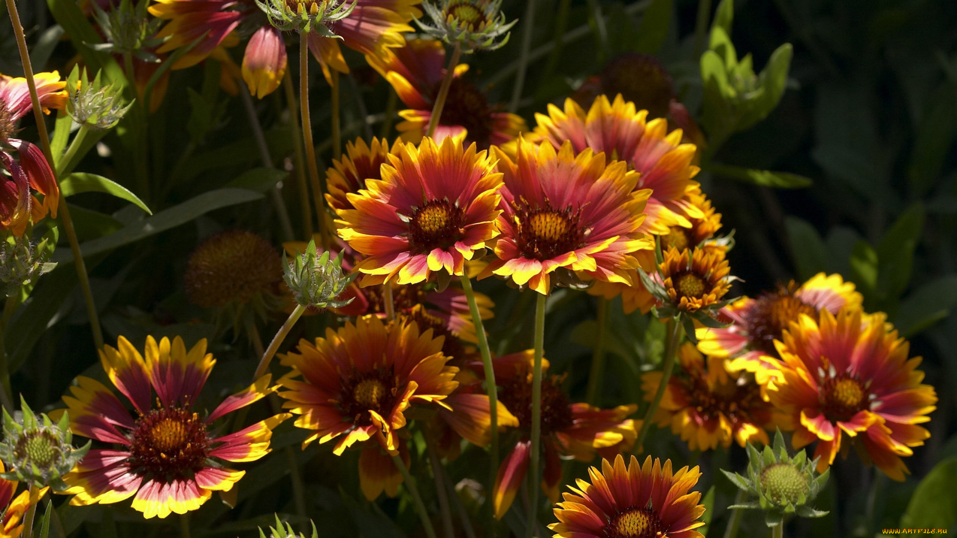 цветы, гайлардии, гелениумы, двухцветные