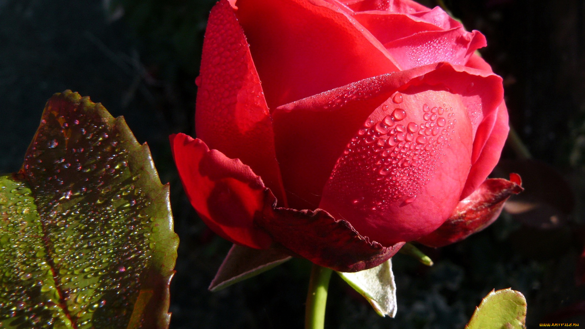 цветы, розы, вода, капли, красная, роза