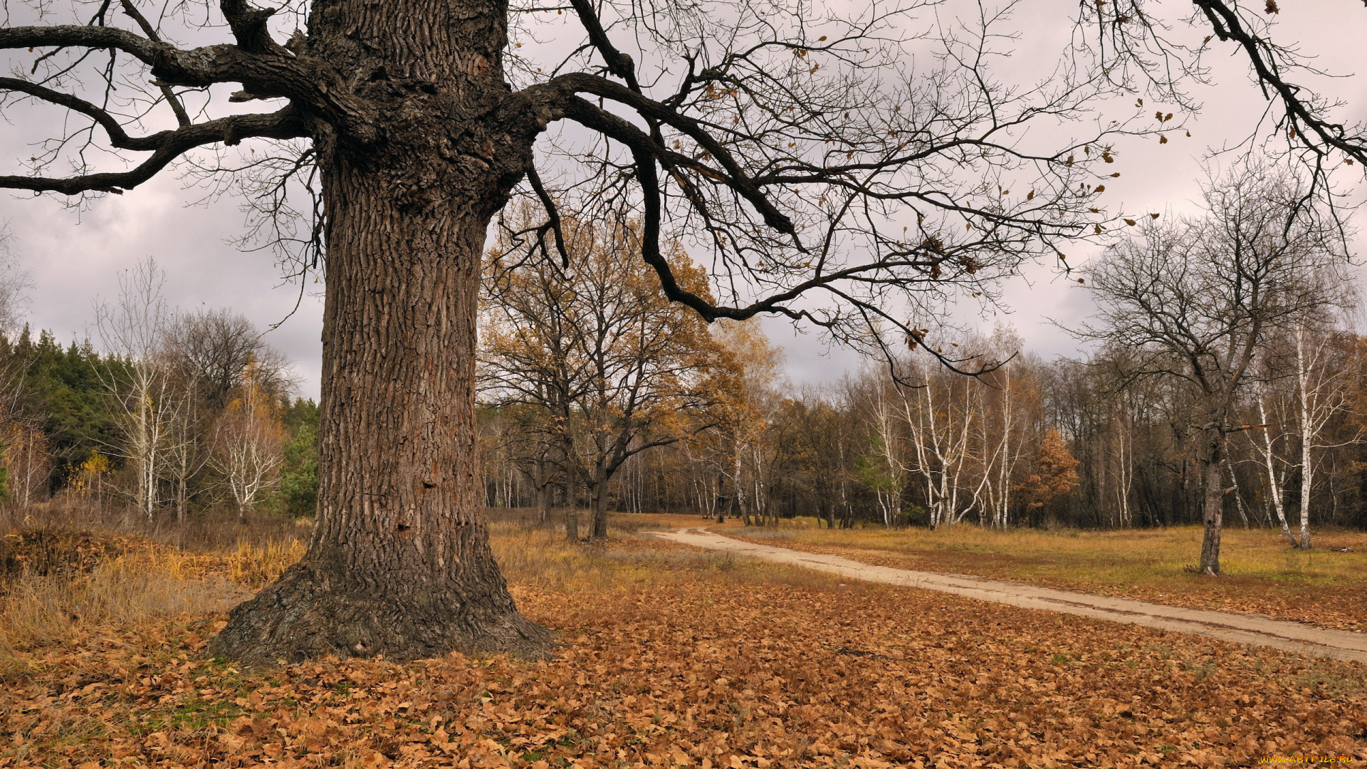 природа, деревья, осень, дерево, листья