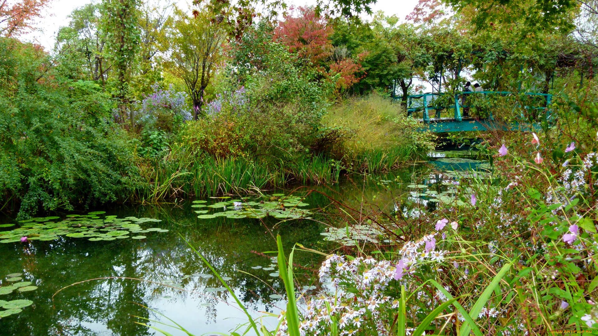 природа, парк, водоем, мостик, водяные, лилии