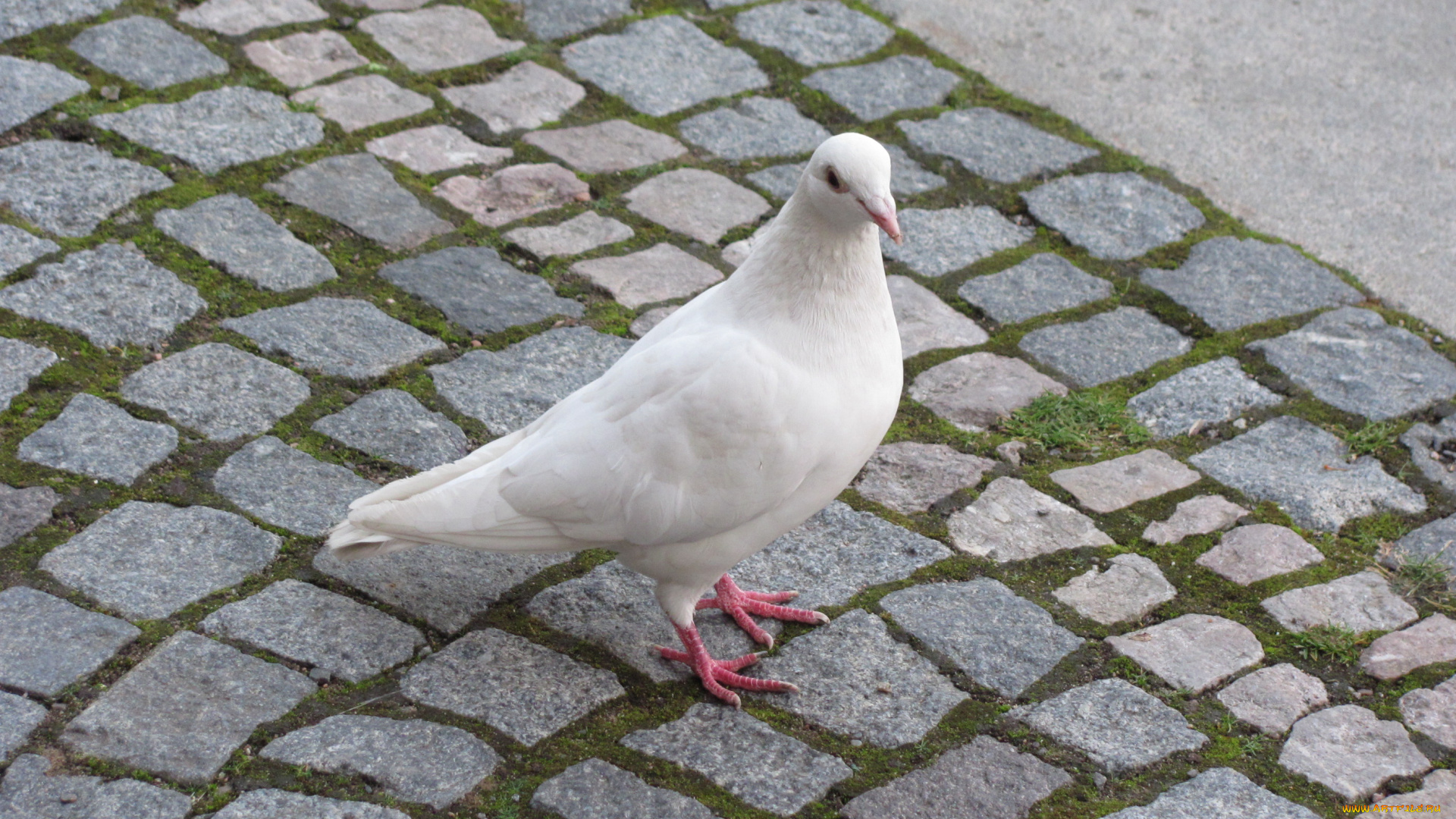 животные, голуби, белый, голубь