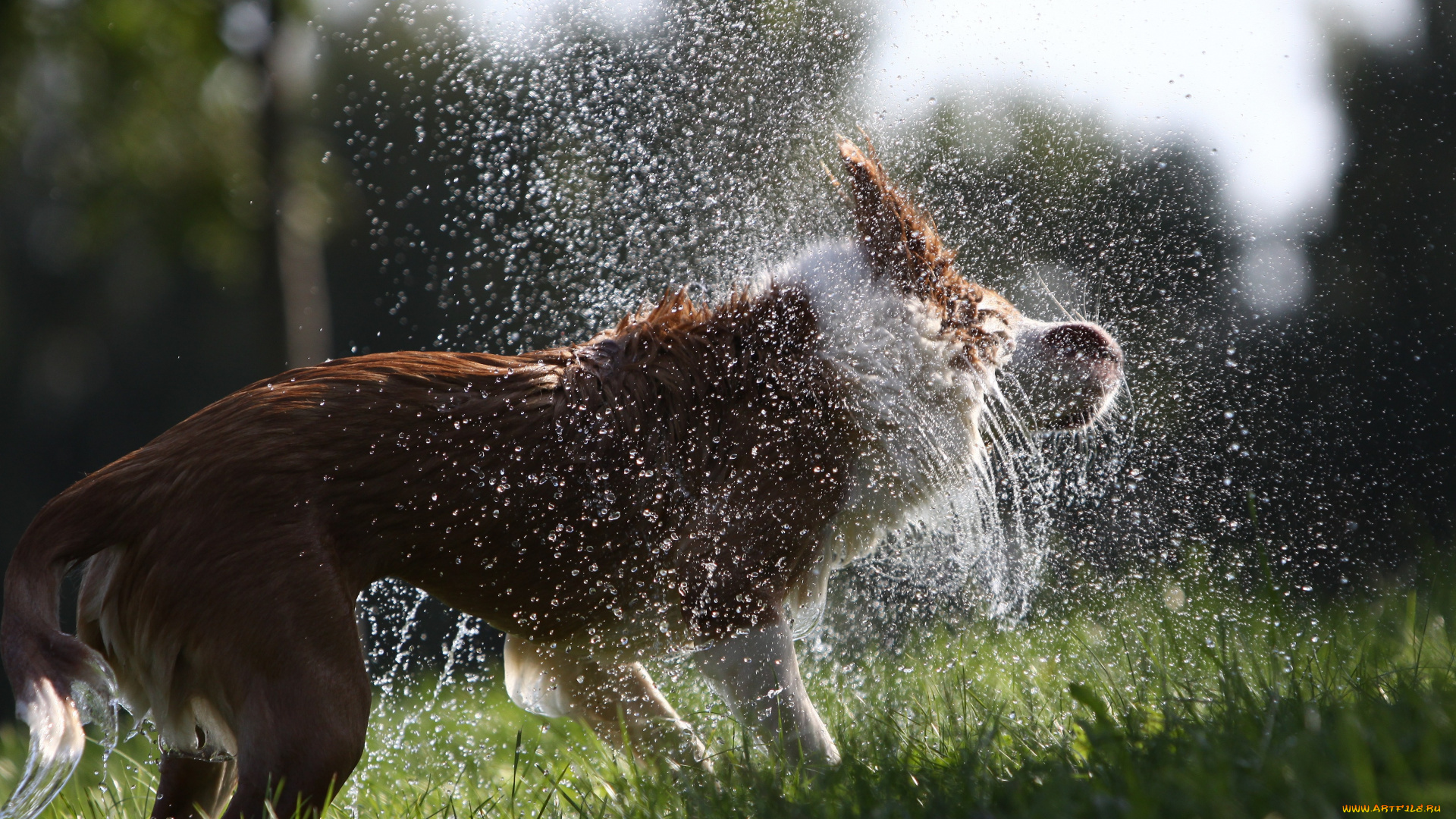 животные, собаки, собака, брызги