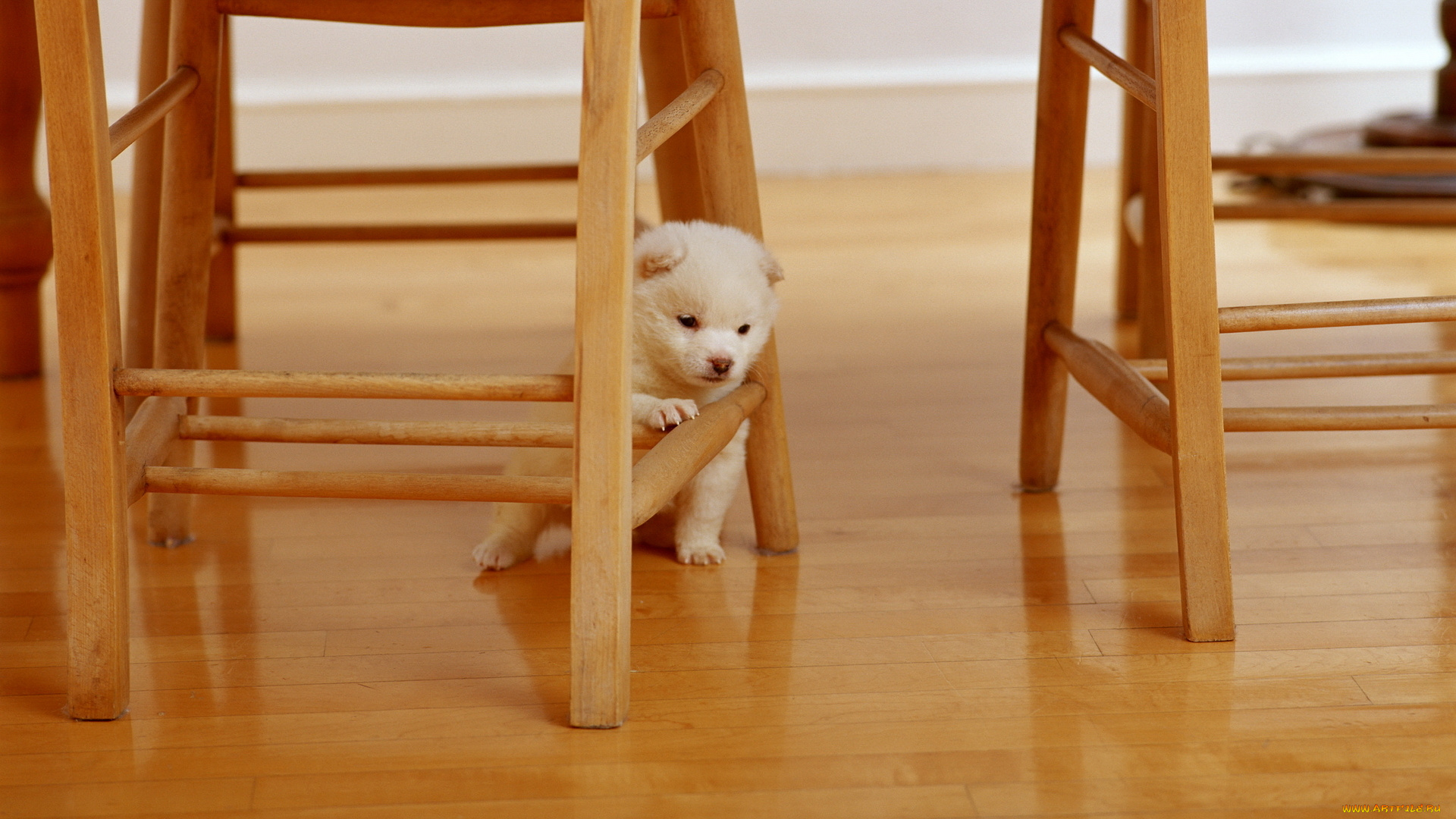животные, собаки, стулья, собачка
