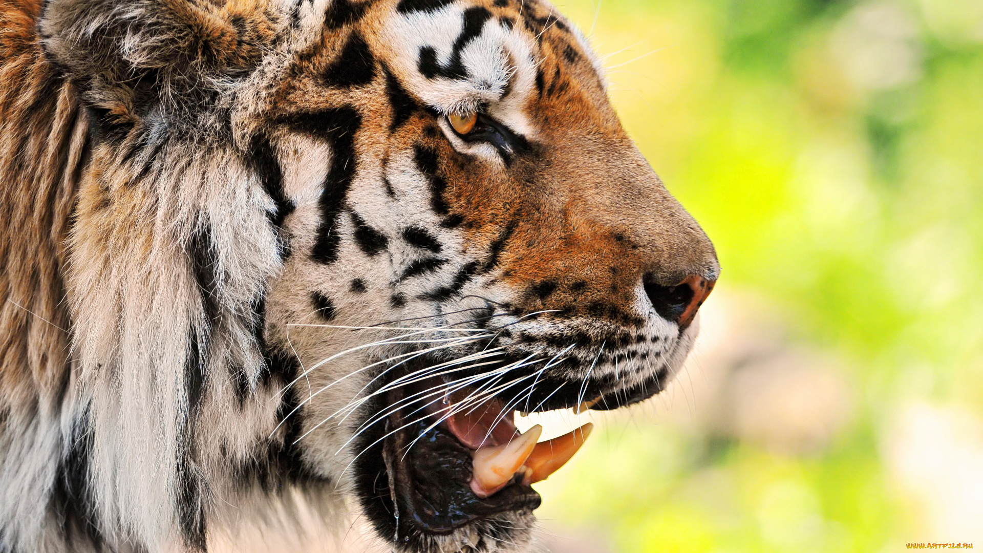 животные, тигры, тигр, клыки