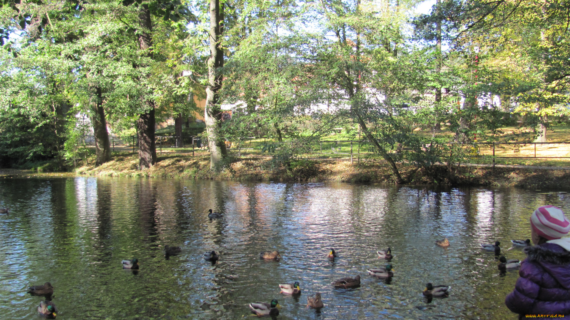 животные, утки, пруд, парк