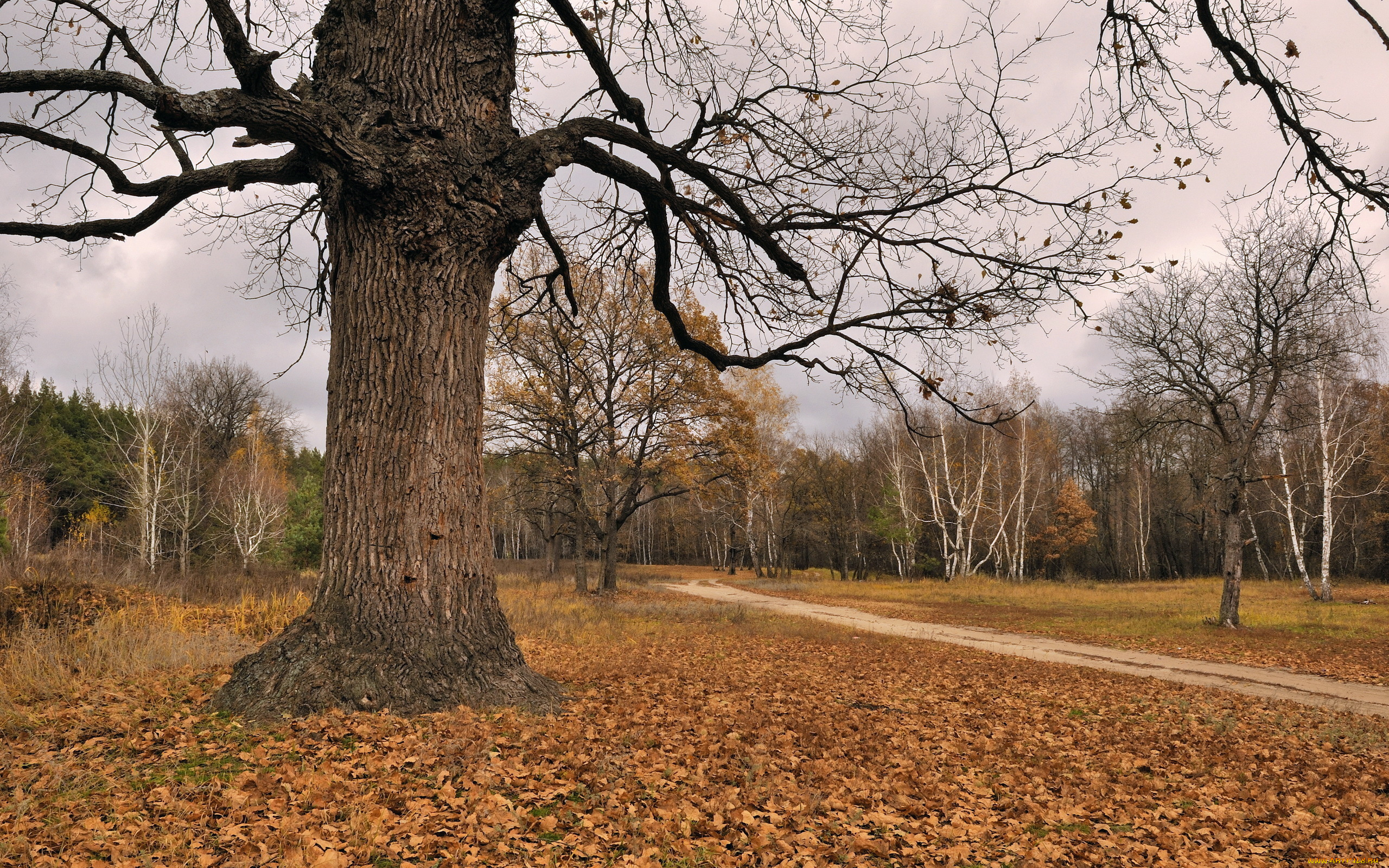 природа, деревья, осень, дерево, листья